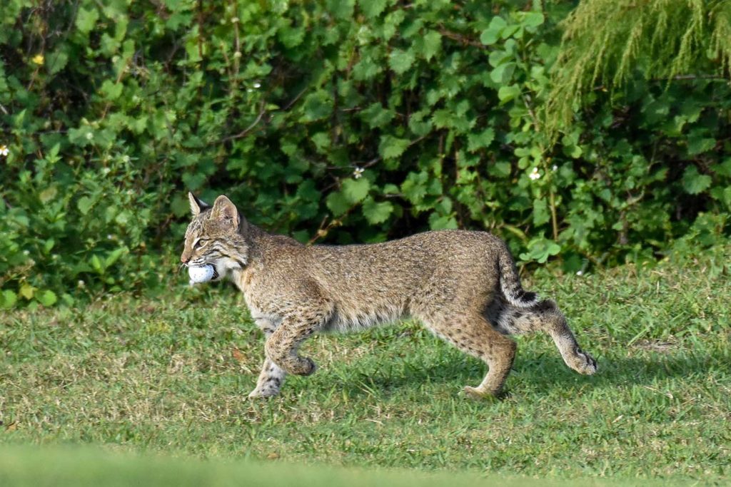 Bonita Fairways Bobcat with Ball